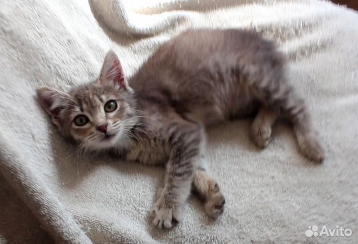 Котенок девочка в добрые руки
