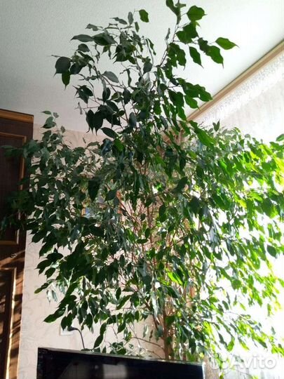 Фикус бенджамина