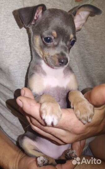 Той-терьер щенки