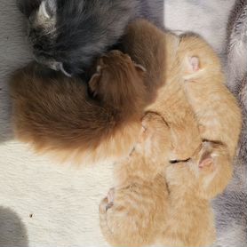 Котята в добрые руки бесплатно