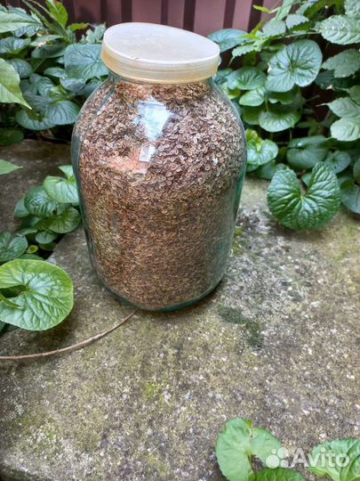 Семена укропа