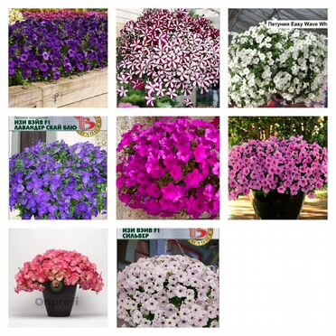 Рассада петунии изи вейф, тайдел, водопадия