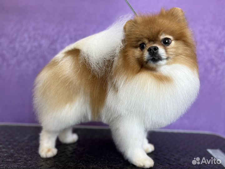 Породный груминг шпица и стрижка собак