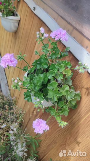 Пеларгония герань