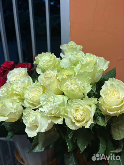 Розы крымские и голландские