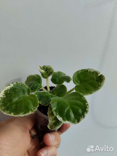 Фиалка ко- Пасмурный декабрь