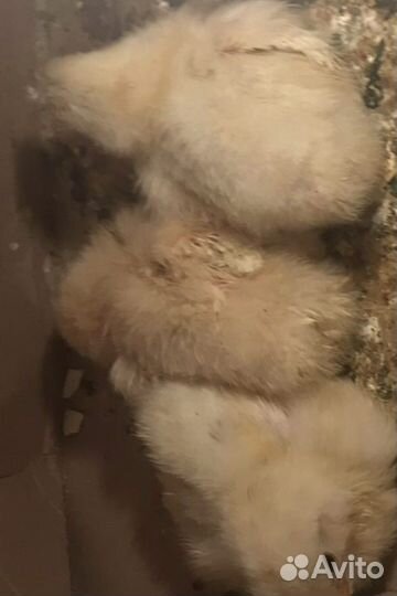 Индюки, индюшата, фазаны, фазанята