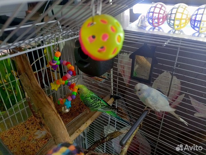 Волнистый попугай,пара