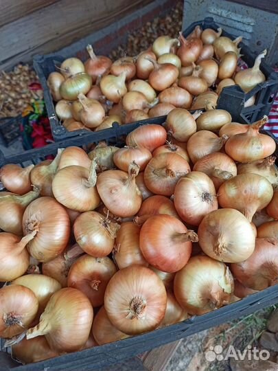 Морковь, лук, картофель, свекла