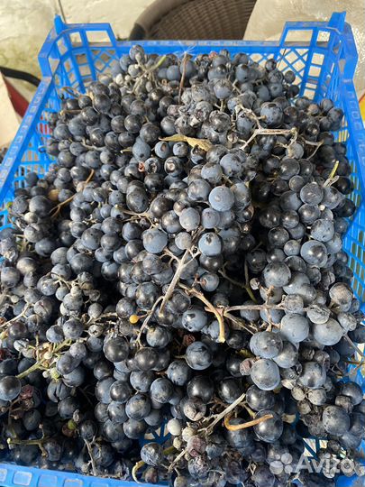 Виноград для вина
