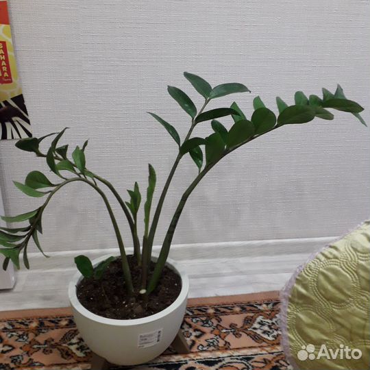 Цветы домашние в горшках