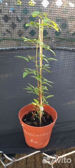 Клематисы, Гейхеры и более 80 видов многолетников