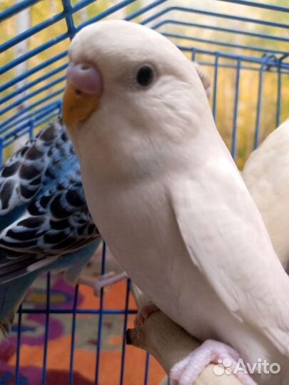 Волнистый попугай