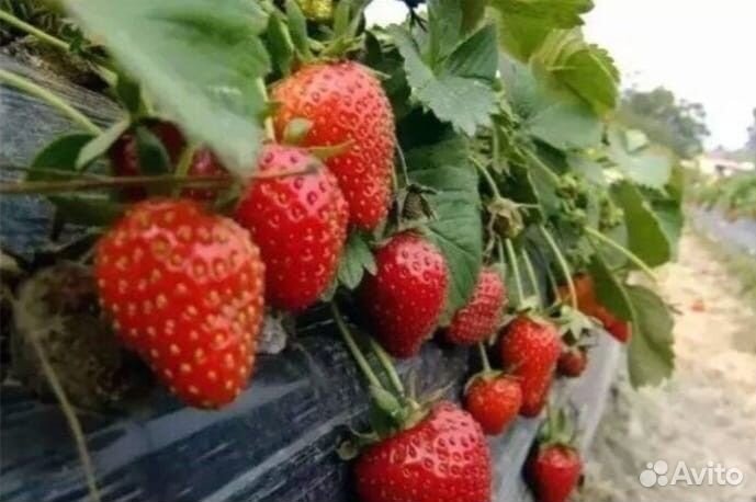 Пленка с перфорацией