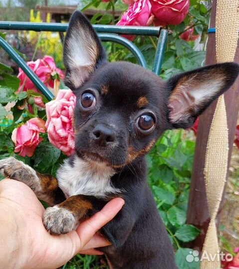 Чихуахуа щеночки г/ш и д/ш