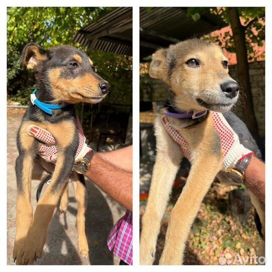 Выкинули домашних малышей