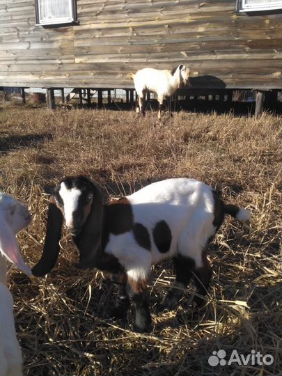 Нубийские козлята