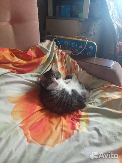 Отдам кота в добрые руки