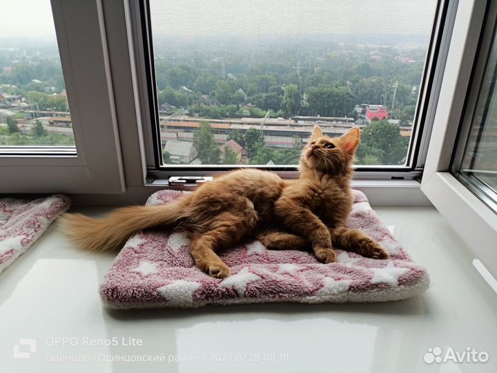 Кошка в дар бесплатно