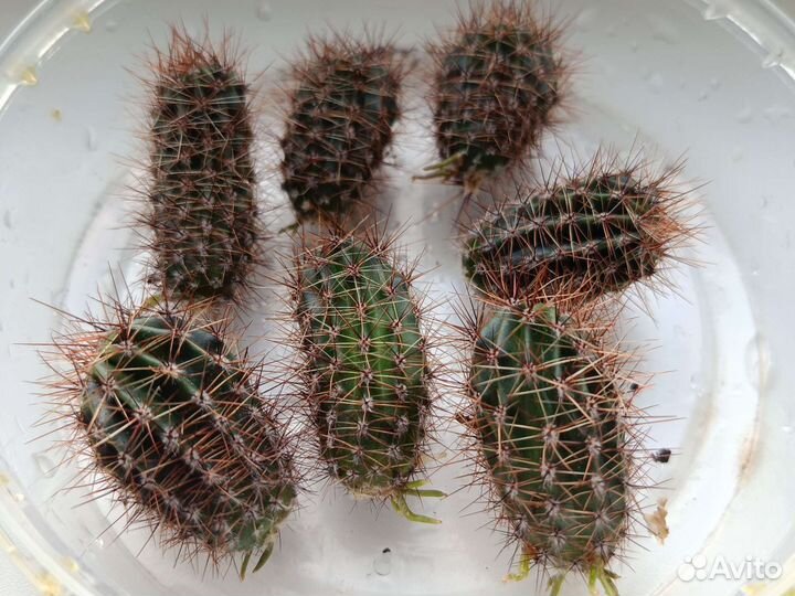Кактусы отростки 7 штук
