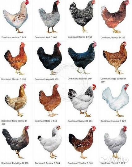 Цыплята доминант
