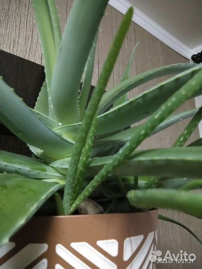Алоэ 7лет