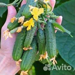 Семена раннего гибрида из испании crazy bundle F1