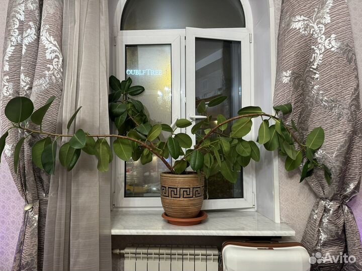 Огромный Фикус