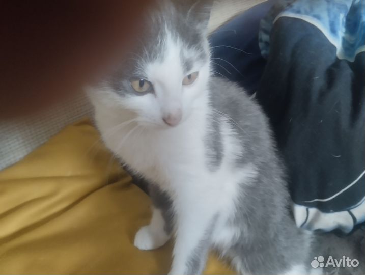 Котенок, мальчик