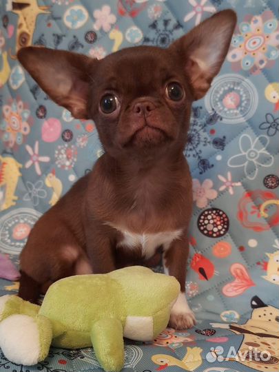 Чихуахуа девочка