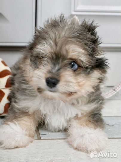 Цветные йорки