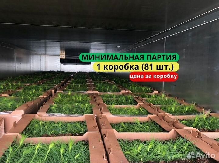 Сеянцы сосны обыкновенной зкс в розницу