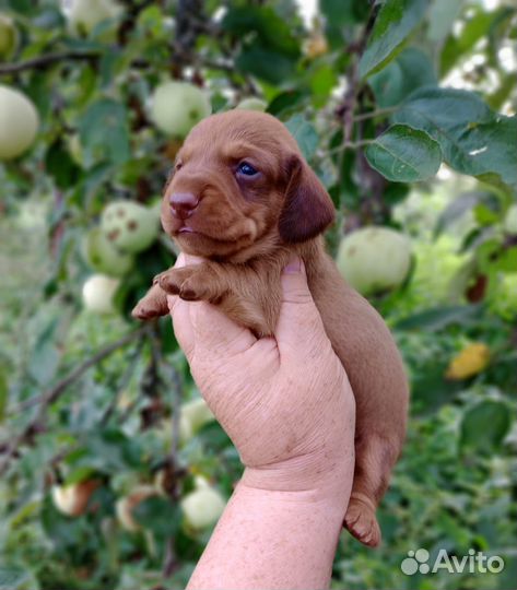Такса гш мини- кроличья