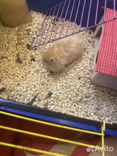 Сатиновые хомяки