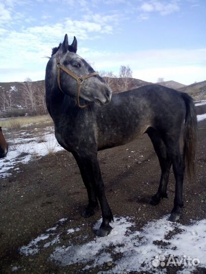 Пони клеппер