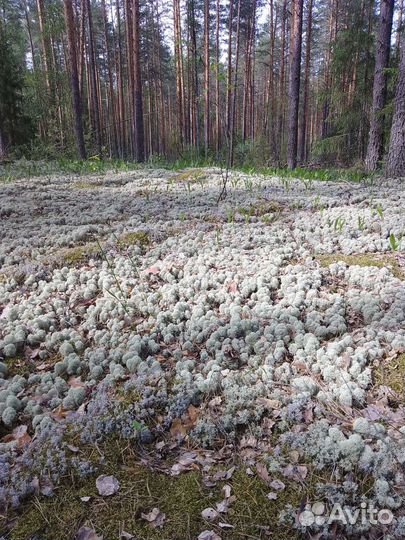 Мох Ягель живой