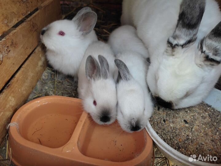 Крольчата