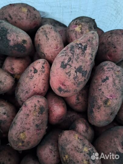 Домашний картофель