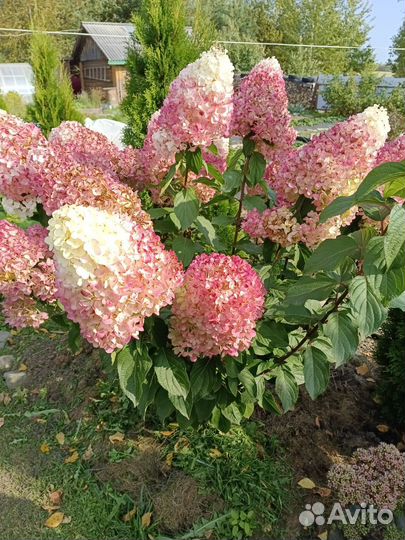 Гортензия метельчатая,хризантемы