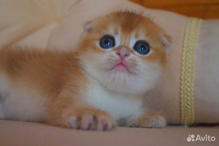 Шикарный котёнок