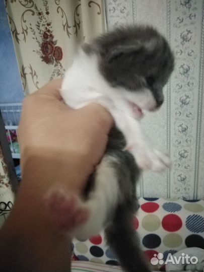 Вислоухие малыши