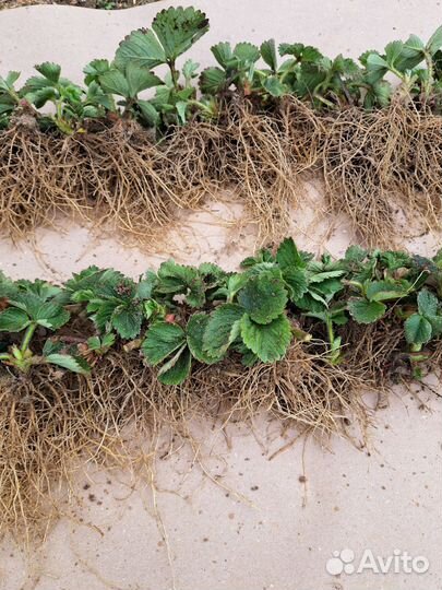 Клубника рассада