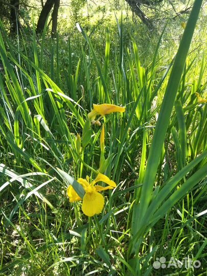 Водные и прибрежные растения для пруда