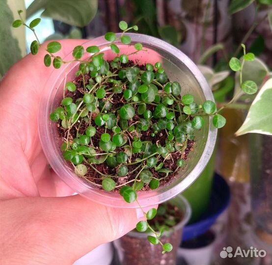 Пеперомия прострата