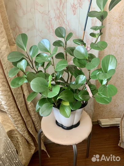 Пеперомия туполистная