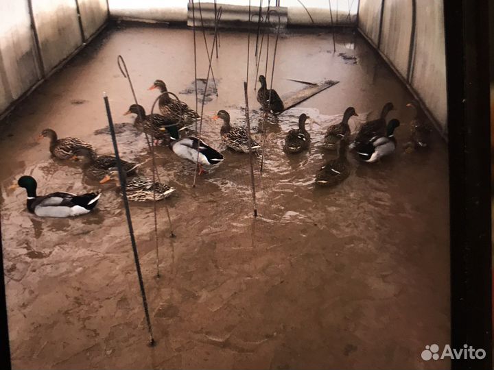 Продаю утки дикие