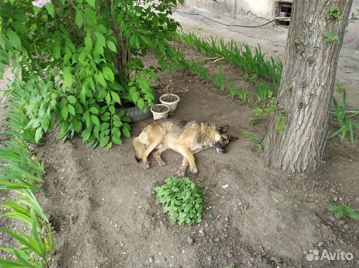 Отдам бесплатно собаку