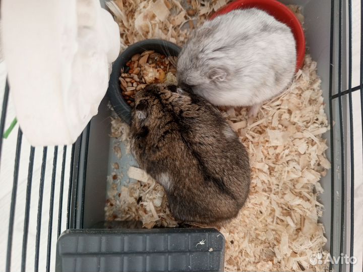 Джунгарский хомяк с клеткой