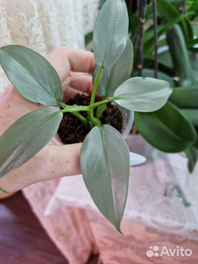 Филодендроны