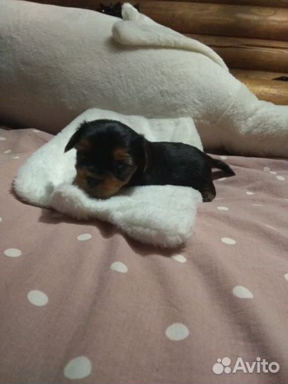 Йоркширский терьер